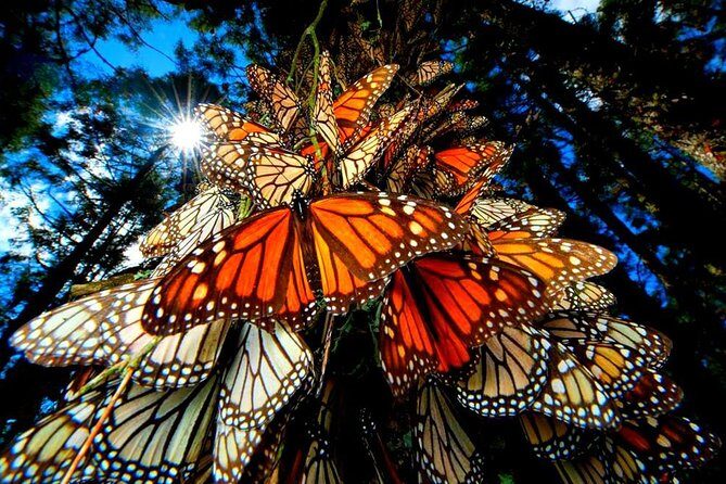 7 Day-Monarch Butterfly Ecofriendly Tour in Mexico - Key highlights at a glance (so you can decide fast)