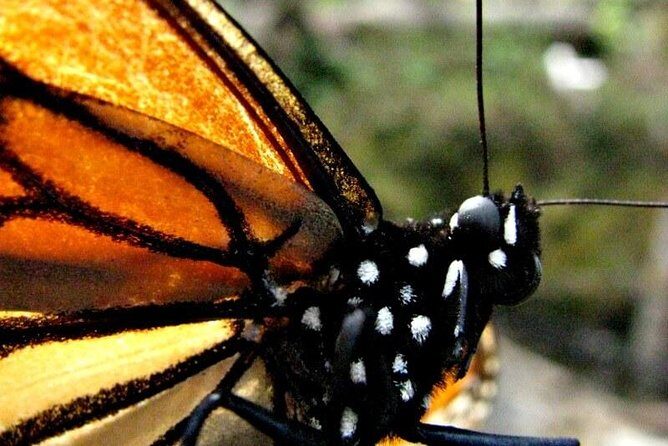 7 Day-Monarch Butterfly Ecofriendly Tour in Mexico - Monarch butterfly reality check: what you’re actually going to see