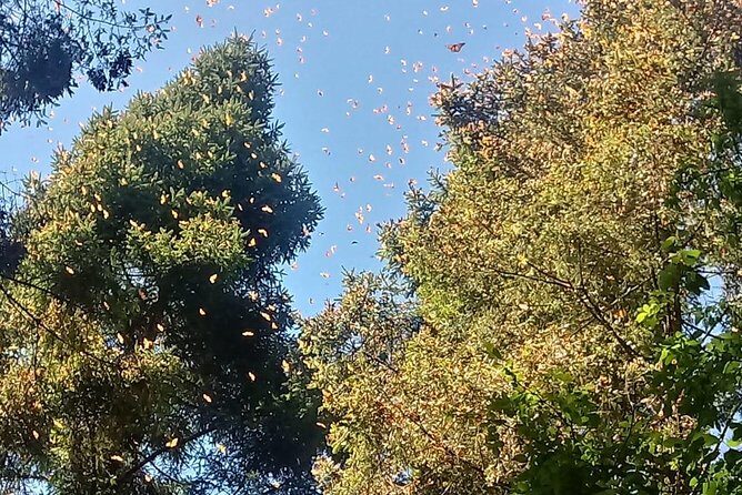 7 Day-Monarch Butterfly Ecofriendly Tour in Mexico - Settling into Valle de Bravo: the mountain-town base you’ll actually enjoy