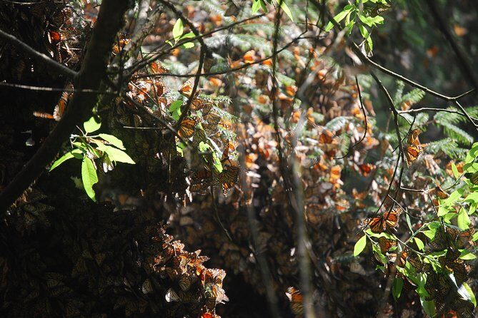7 Day-Monarch Butterfly Ecofriendly Tour in Mexico - Capulin Sanctuary and Los Tres Gobernadores: the bigger viewing payoff