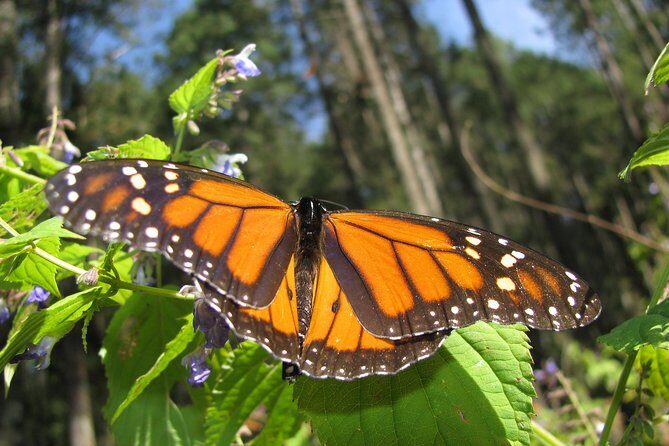 7 Day-Monarch Butterfly Ecofriendly Tour in Mexico - Your Valle de Bravo free day: lake time is where you reset