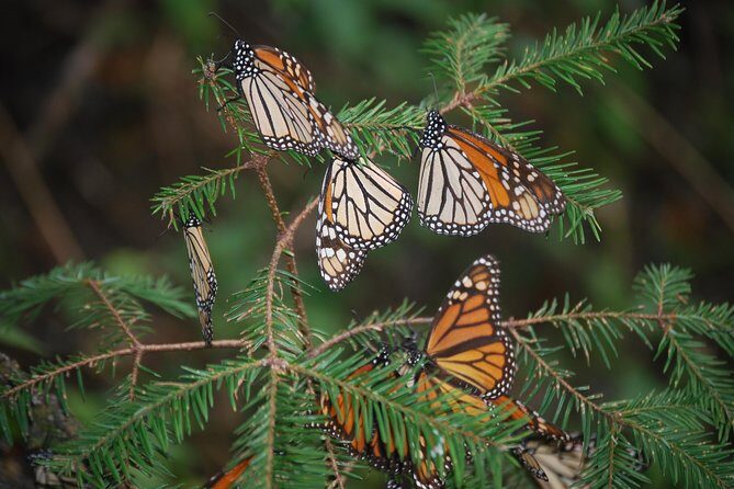 7 Day-Monarch Butterfly Ecofriendly Tour in Mexico - Back to Mexico City: cathedral time and a last look at the big sights