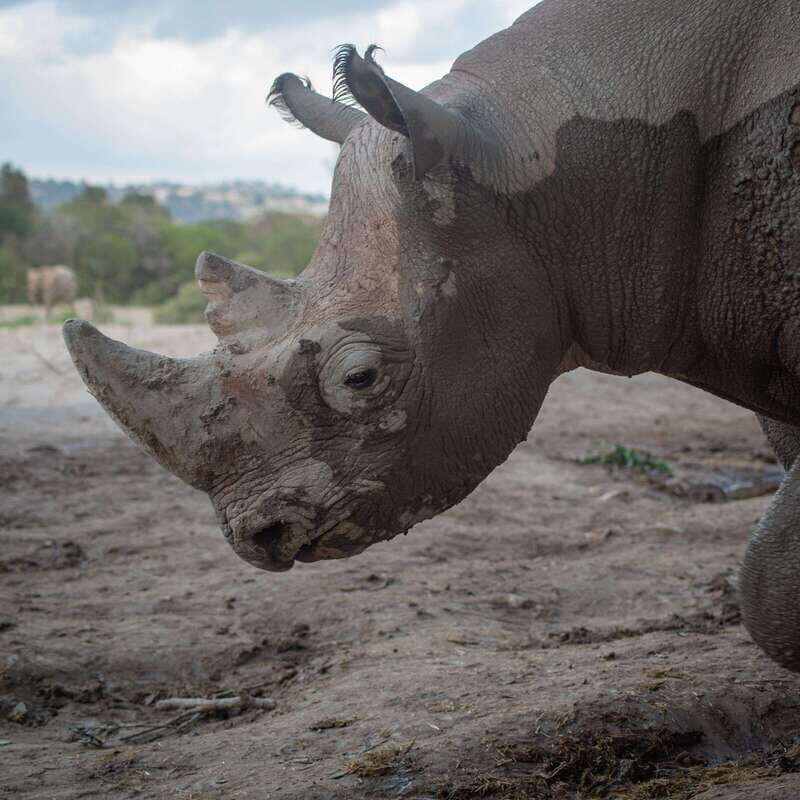Africam Safari Conservation Park - Key things to know before you go