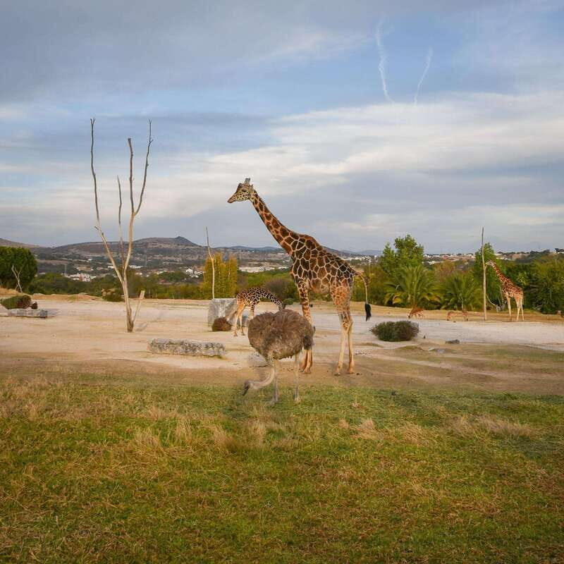 Africam Safari Conservation Park - Africam Safari Conservation Park near Puebla: what makes this worth your time