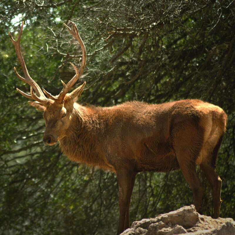 Africam Safari Conservation Park - The wildlife drive: how to get better sightings from the vehicle