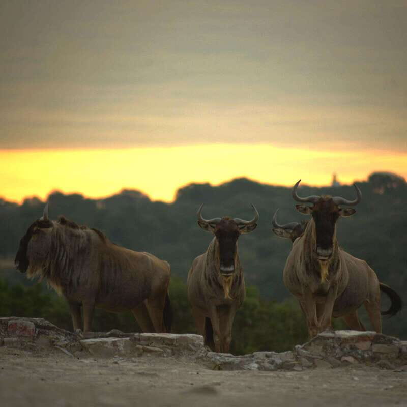 Africam Safari Conservation Park - Walking zone time: where you slow down and actually look