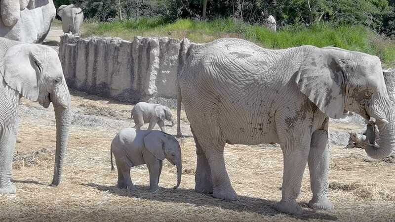 Africam Safari Conservation Park - Getting to the park smoothly: the Puebla meeting point