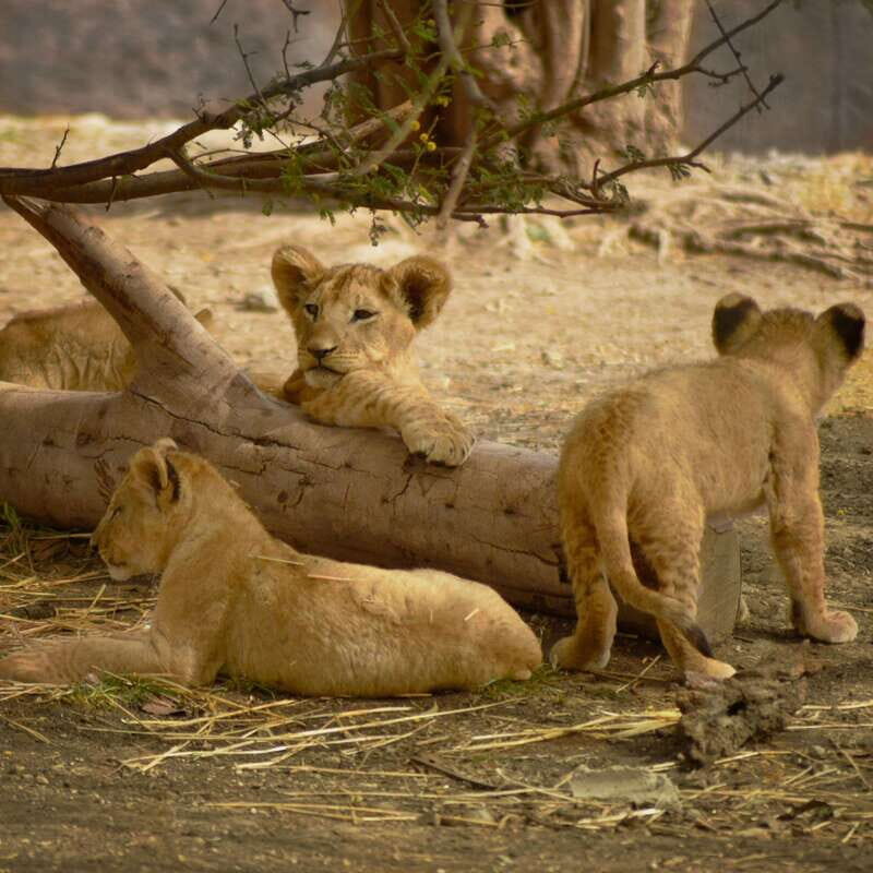 Africam Safari Conservation Park - The 270-minute flow: bus safari plus walking zone