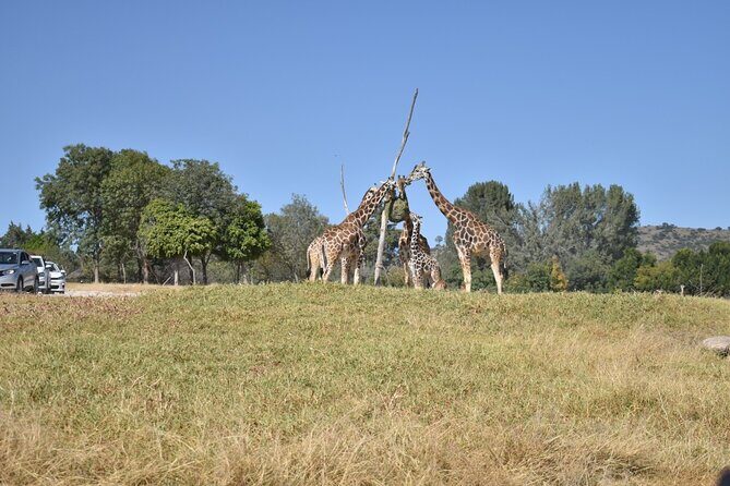 Africam safari (private tour) - Private Transport From Puebla or Cholula (That Actually Makes the Day Easier)