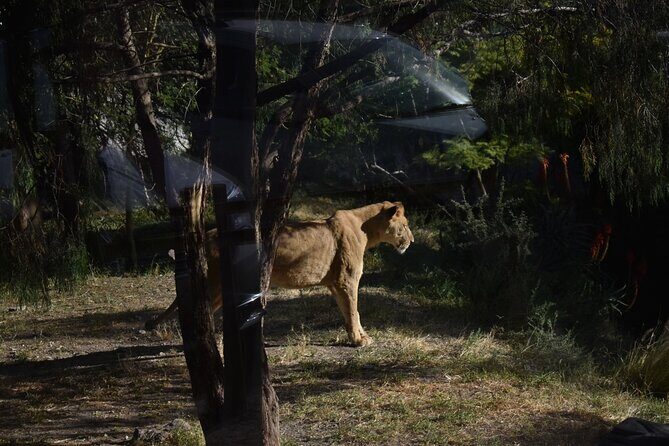 Africam safari (private tour) - Africam Safari in Puebla: What Your 4 Hours Look Like