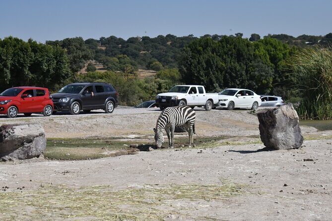 Africam safari (private tour) - Why the Host Matters: Hiram and Ariel as Real Examples
