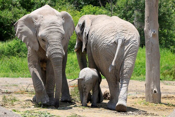 Africam Safari Tour from Puebla - Key highlights worth planning around
