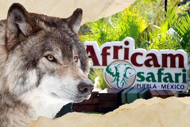 Africam Safari Tour from Puebla - From Puebla center to the first animals in motion