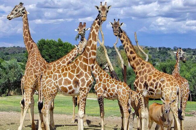 Africam Safari Tour from Puebla - What 5 hours inside the park feels like