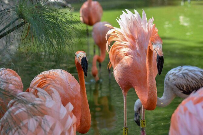 Africam Safari Tour from Puebla - Price and value: $160 for transport, guide, and entry