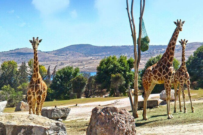 Africam Safari Tour from Puebla - Optional paid interactions: how to avoid decision fatigue