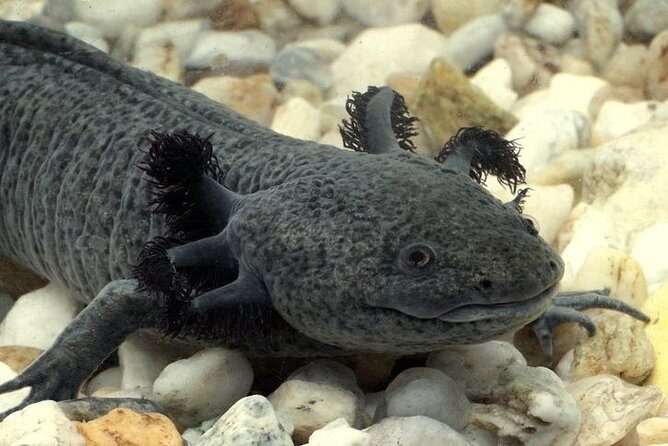 Axolotl Tour from CDMX - Key highlights you’ll feel right away