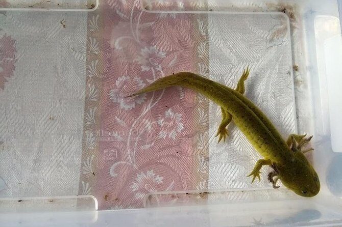 Axolotl Tour from CDMX - A small-group axolotl day trip from Polanco that feels personal