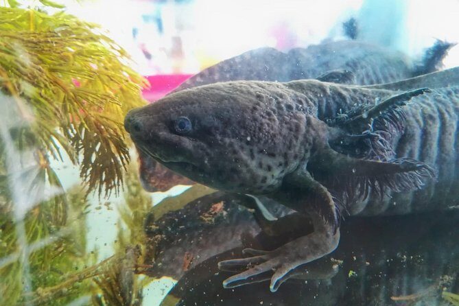 Axolotl Tour from CDMX - The drive from CDMX: breakfast stop and motion-sickness tips