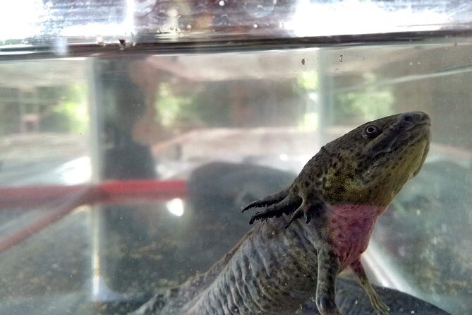 Axolotl Tour from CDMX - Tepotzotlán conservation time: how the axolotls are cared for