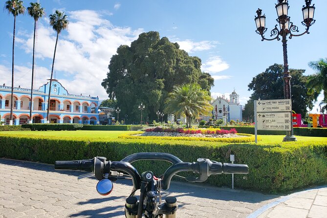 Bike Ride to the Largest Tree in the World - Key Points You’ll Care About