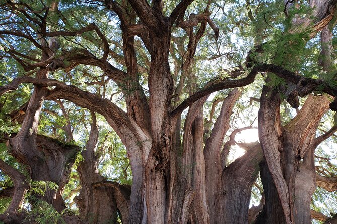 Bike Ride to the Largest Tree in the World - Stop 2 at Palacio Municipal: Square Time, Markets, and Quick Bites