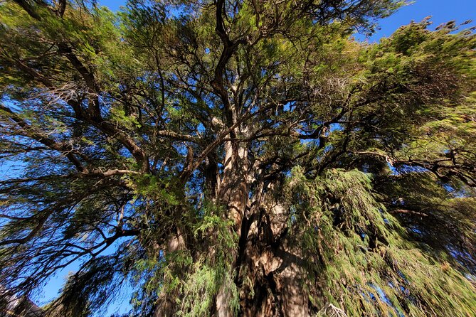 Bike Ride to the Largest Tree in the World - What’s Included (and Why It Matters at This Price)
