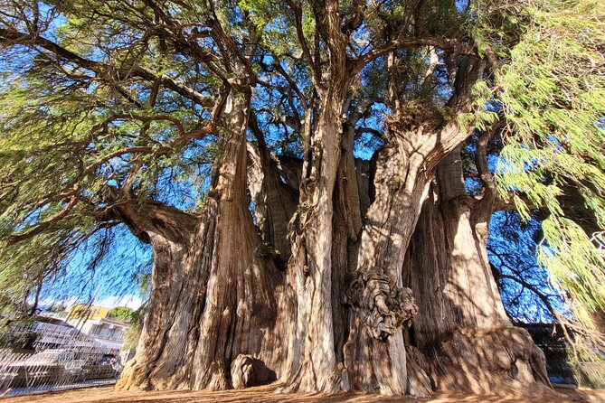 Bike Ride to the Largest Tree in the World - Getting Ready in Downtown Oaxaca (Meet, Gear, Roll)