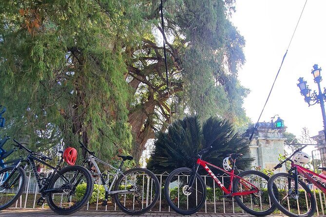 Bike ride to the Tule tree through the countryside - Key Highlights Worth Knowing
