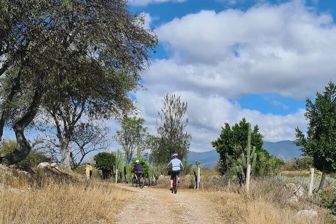 Bike ride to the Tule tree through the countryside - Price and Timing: Is $44.60 Good Value?