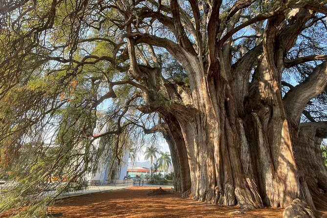 Bike tour to the Tule Tree and the Gastronomic Market - Getting out of Oaxaca: route, pace, and what safety feels like