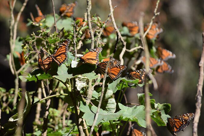 Butterfly Monarch Tour from Mexico City - Key highlights worth planning around