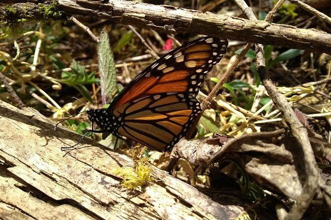 Butterfly Monarch Tour from Mexico City - Sunrise drive: getting out of Mexico City the right way