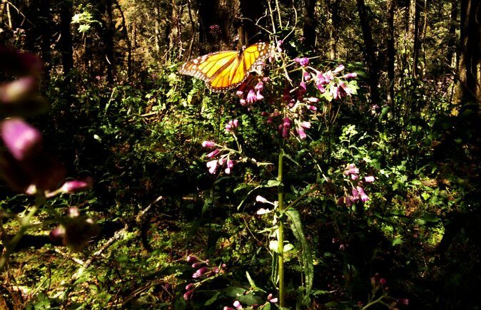 Butterfly Monarch Tour from Mexico City - Who should book this monarch day trip (and who should think twice)