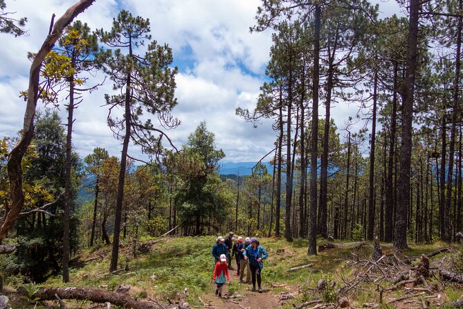 Cacao day experience from the wood to your cup! - El Punto in Las Animas: molinillo craft and lunch planning