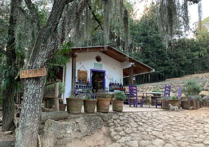 Chautla's Castle, Lavender Farm, and Valquirico Private Tour - Rancho San Martín lavender fields: make your own soap and taste the flavor