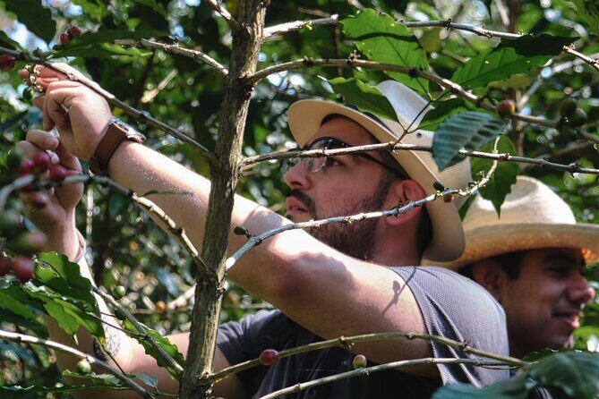 Coffee Museum and Coffee Tour el Cafe-tal apan - Shade-grown Arabica and a biodiversity-focused walk