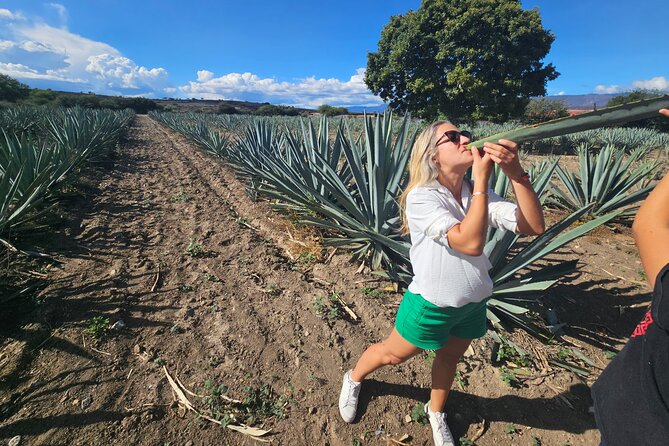 Danzantes Premium Mezcal, Hierve el Agua, Textiles & Lunch - Stop 6: Back to Oaxaca City with a new mezcal perspective