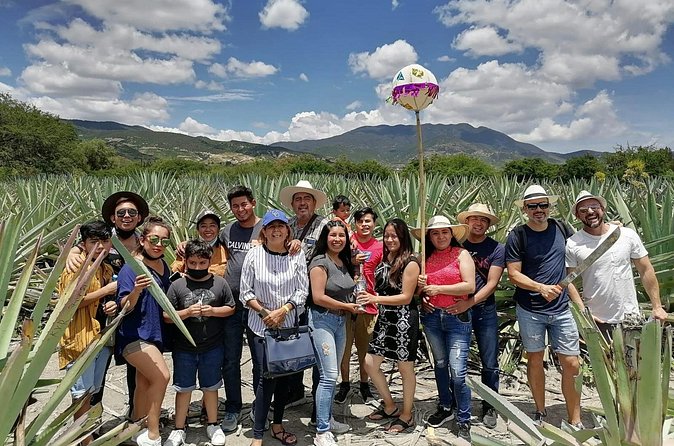 Distillery Tour and Agave Fields by Mal de Amor Mezcal - Price and value: about $71.73 for production, tastings, transport, and more