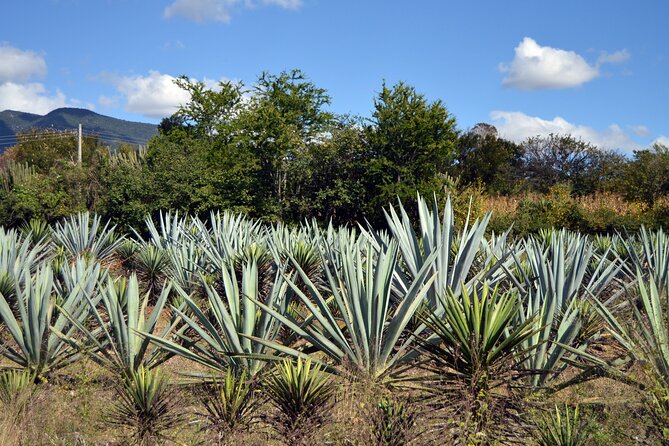 Earth, Corn & Fire: Tasting the Roots of Oaxacan Cuisine - Meet Your Guide and Start in the Right Place (10:00 AM in Centro)