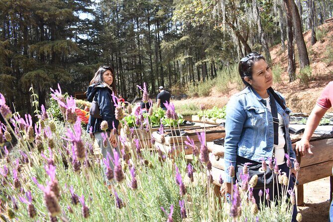 Ex hacienda, rancho de lavanda y Val'Quirico (private tour) - Stop 2: Rancho San Martín Lavanda—soap-making, lavender fields, and a sweet tasting