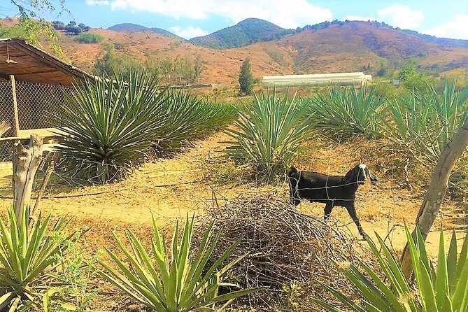 Exclusive Private Tour: Hierve el Agua with Hike, Mezcal & Gastronomy - Santa María del Tule’s Tule Tree: Quick, Strange, and Worth the Photo