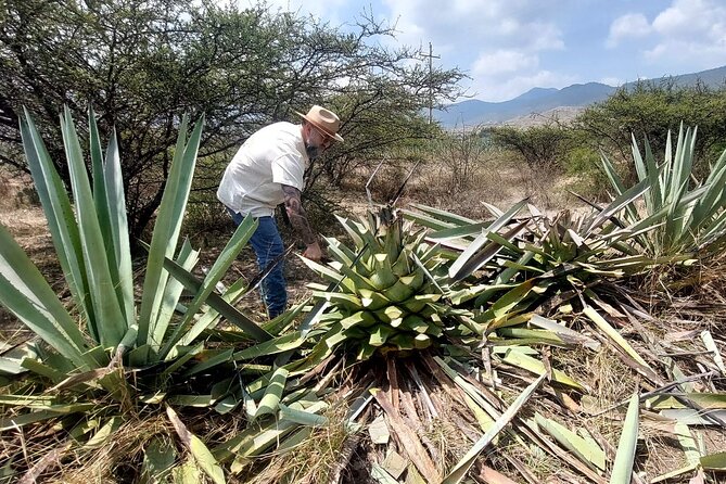 Experience the Mezcal Tour in Oaxaca - Key things that make this tour worth your time