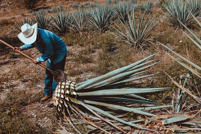 Experience the Mezcal Tour in Oaxaca - Stop 2 in Santiago Matatlán: family-owned palenque, rare agaves, and real process talk