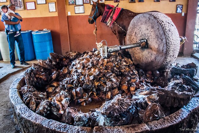 Experience the Mezcal Tour in Oaxaca - Group size, pacing, and how to get the most out of four hours