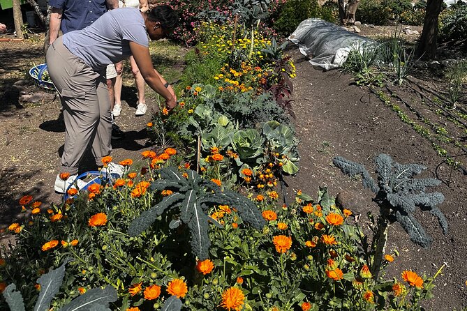 Farm to Table Cooking Experience in San Miguel - Drinks Included: Aguas Frescas, Beer, and Regional Wine