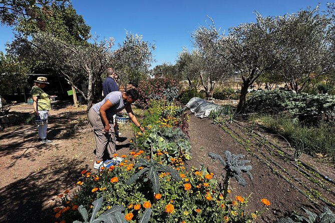 Farm to Table Cooking Experience in San Miguel - Hosts Matter: Luis and Alonzo Set the Tone