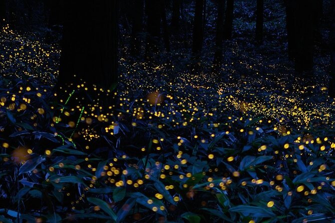 Firefly Sanctuary Tour in Puebla - Key things to know before you go