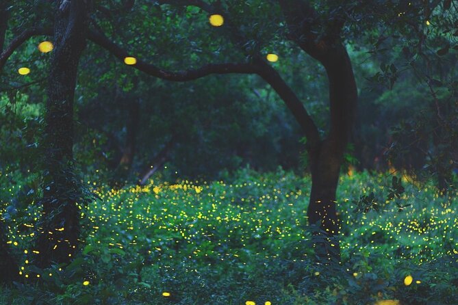 Firefly Sanctuary Tour in Puebla - A 4:30 pm Night Trip to Las Azaleas Ranch