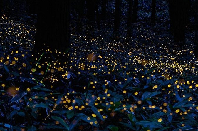 Firefly Sanctuary Tour in Puebla - Pricing and Value: Is $156 a Fair Deal?